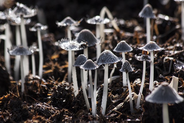 Opdag hemmelighederne bag den perfekte svampekniv: En guide til valg af det rette værktøj